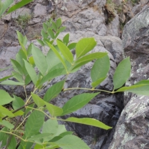 Fraxinus sp. at Conder, ACT - 12 Jan 2019