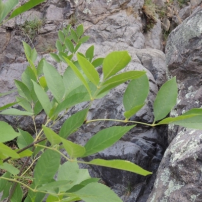 Fraxinus sp. (An Ash) at Conder, ACT - 12 Jan 2019 by michaelb