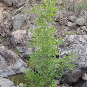 Fraxinus sp. at Conder, ACT - 12 Jan 2019