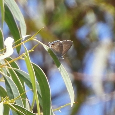 Theclinesthes miskini (Wattle Blue) at Point 4999 - 15 Feb 2019 by Christine