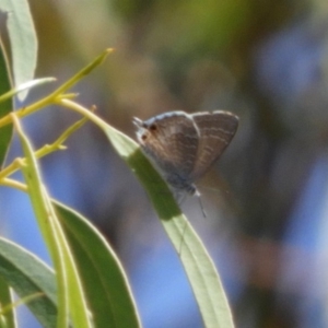 Theclinesthes miskini at Undefined Area - 15 Feb 2019 02:47 PM