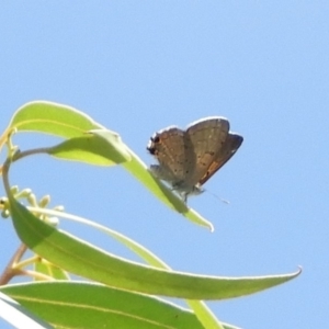 Acrodipsas aurata at Point 4999 - suppressed