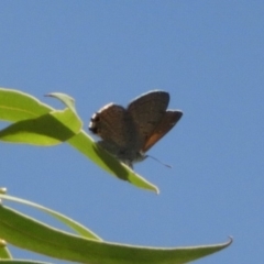 Acrodipsas aurata at Point 4999 - suppressed