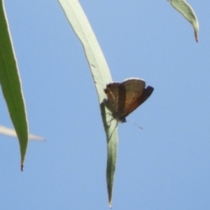 Acrodipsas aurata at Point 4999 - suppressed