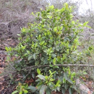 Viburnum tinus at Banks, ACT - 12 Jan 2019 07:18 PM