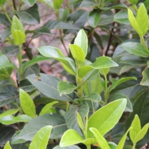 Viburnum tinus at Banks, ACT - 12 Jan 2019 07:18 PM