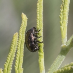 Ditropidus sp. (genus) (Leaf beetle) at Umbagong District Park - 14 Feb 2019 by AlisonMilton