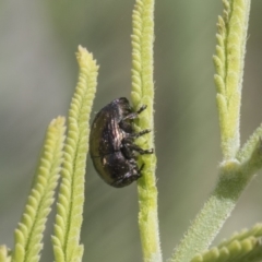 Ditropidus sp. (genus) (Leaf beetle) at Latham, ACT - 15 Feb 2019 by AlisonMilton