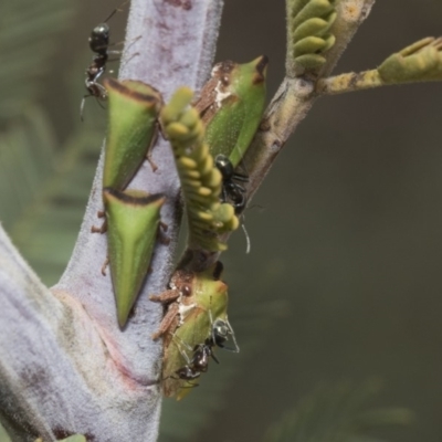 Sextius virescens (Acacia horned treehopper) at Umbagong District Park - 14 Feb 2019 by AlisonMilton