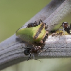 Sextius virescens at Latham, ACT - 15 Feb 2019