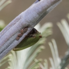 Sextius virescens at Latham, ACT - 15 Feb 2019 09:50 AM