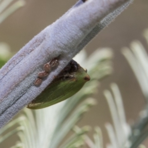 Sextius virescens at Latham, ACT - 15 Feb 2019 09:50 AM