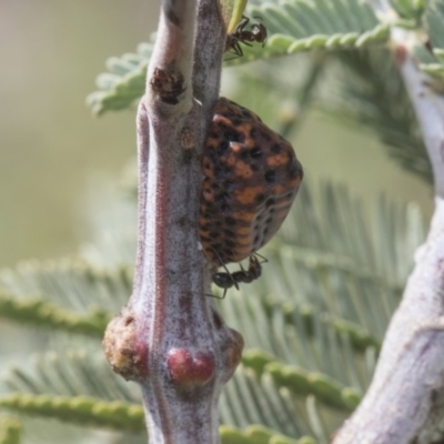Icerya acaciae (Acacia mealy bug) at Latham, ACT - 15 Feb 2019 by AlisonMilton