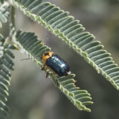 Aporocera (Aporocera) consors (A leaf beetle) at Umbagong District Park - 14 Feb 2019 by AlisonMilton