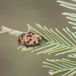 Elaphodes cervinus at Latham, ACT - 15 Feb 2019