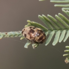 Elaphodes cervinus at Latham, ACT - 15 Feb 2019