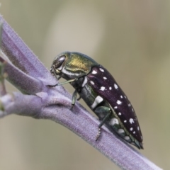 Diphucrania leucosticta (White-flecked acacia jewel beetle) at Umbagong District Park - 14 Feb 2019 by AlisonMilton