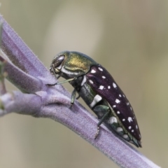 Diphucrania leucosticta (White-flecked acacia jewel beetle) at Latham, ACT - 15 Feb 2019 by AlisonMilton