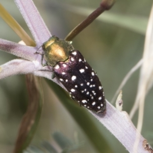 Diphucrania leucosticta at Latham, ACT - 15 Feb 2019