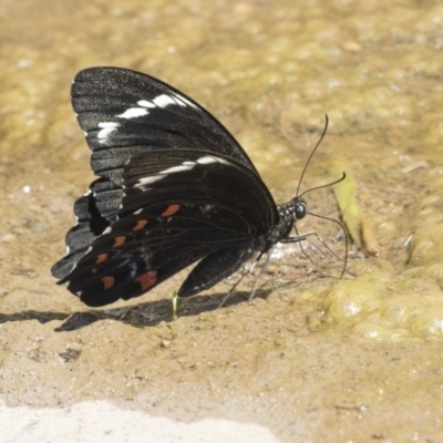 Papilio aegeus (Orchard Swallowtail, Large Citrus Butterfly) at Latham, ACT - 15 Feb 2019 by AlisonMilton