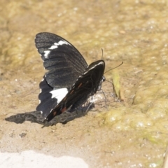 Papilio aegeus at Latham, ACT - 15 Feb 2019