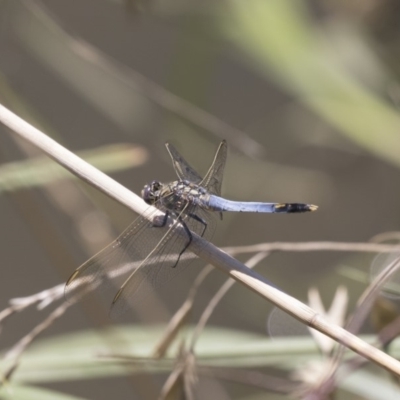 Orthetrum caledonicum (Blue Skimmer) at Umbagong District Park - 15 Feb 2019 by AlisonMilton