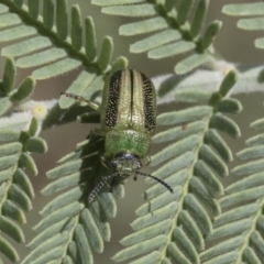 Calomela vittata (Acacia leaf beetle) at Umbagong District Park - 14 Feb 2019 by AlisonMilton