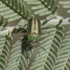 Calomela vittata (Acacia leaf beetle) at Latham, ACT - 15 Feb 2019 by AlisonMilton