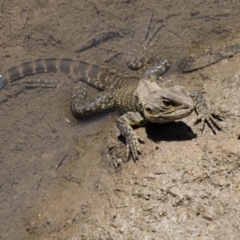 Intellagama lesueurii howittii (Gippsland Water Dragon) at Umbagong District Park - 15 Feb 2019 by AlisonMilton