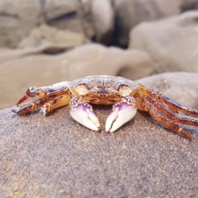 Leptograpsus variegatus (Purple Rock Crab) at Pambula Beach, NSW - 7 Feb 2019 by JulesPhotographer