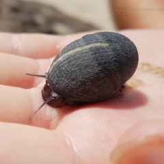 Unidentified Sea Snail / Limpet (Gastropoda) at Pambula Beach, NSW - 7 Feb 2019 by JulesPhotographer