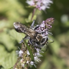 Sphex sp. (genus) (Unidentified Sphex digger wasp) at Latham, ACT - 15 Feb 2019 by AlisonMilton