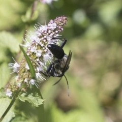 Sphex sp. (genus) at Latham, ACT - 15 Feb 2019