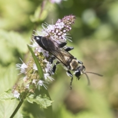 Sphex sp. (genus) at Latham, ACT - 15 Feb 2019