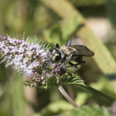 Sphex sp. (genus) at Latham, ACT - 15 Feb 2019