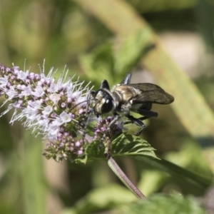 Sphex sp. (genus) at Latham, ACT - 15 Feb 2019