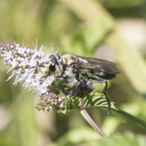 Sphex sp. (genus) at Latham, ACT - 15 Feb 2019