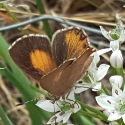 Paralucia pyrodiscus (Fiery Copper) at Isaacs, ACT - 16 Feb 2019 by Mike