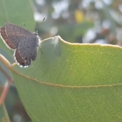 Acrodipsas myrmecophila (Small Ant-blue Butterfly) at Symonston, ACT - 16 Feb 2019 by Mike