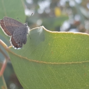 Acrodipsas myrmecophila at suppressed - 16 Feb 2019