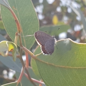 Acrodipsas myrmecophila at suppressed - 16 Feb 2019