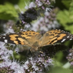Vanessa kershawi (Australian Painted Lady) at Umbagong District Park - 15 Feb 2019 by Alison Milton