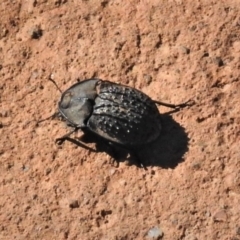 Helea ovata (Pie-dish beetle) at National Arboretum Forests - 11 Feb 2019 by JohnBundock