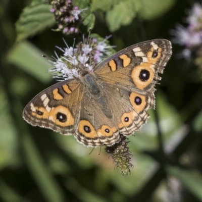 Junonia villida (Meadow Argus) at Latham, ACT - 15 Feb 2019 by Alison Milton