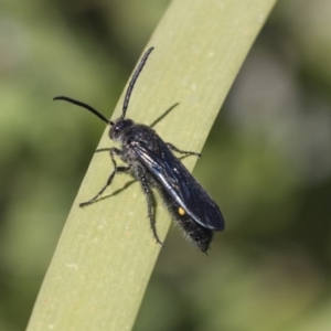 Laeviscolia frontalis at Latham, ACT - 15 Feb 2019