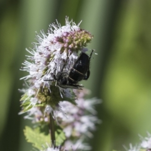 Scoliidae sp. (family) at Latham, ACT - 15 Feb 2019