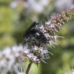 Austroscolia soror (Blue Flower Wasp) at Umbagong District Park - 15 Feb 2019 by Alison Milton