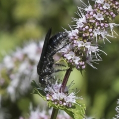 Austroscolia soror at Latham, ACT - 15 Feb 2019