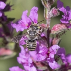 Megachile (Eutricharaea) sp. (genus & subgenus) (Leaf-cutter Bee) at Latham, ACT - 15 Feb 2019 by Alison Milton