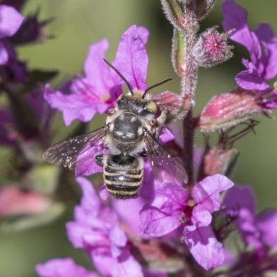 Megachile (Eutricharaea) sp. (genus & subgenus) (Leaf-cutter Bee) at Umbagong District Park - 15 Feb 2019 by Alison Milton